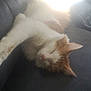 Alfie is registered to the contest to win money with this photo: cat, sleeping, couch, indoor, fluffy, orange, white, pet, relaxing, sunlight, nap, feline, cozy, fur, resting, home, animal, mammal, cute, domestic