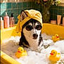 Shiloh is registered to the contest to win money with this photo: husky, dog, bathtub, bubbles, rubber_duck, yellow_towel, sunglasses, spa, bath, flowers, vase, green_tiles, yellow_bathtub, relaxation, pet, cute, bubble_bath, indoor, funny, water