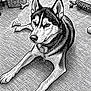 dog, husky, animal, pet, floor, toy, bone, collar, chain, indoor, relaxed, lying_down, black_and_white, sketch_style, texture, household_items, ears, eyes, nose, paw