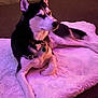 animal, chain, collar, dog, domestic_animal, ear, floor, fur, husky, indoor, lying_down, paw, pet, purple_lighting, quiet, relaxed, rug, sneaker, snout, toy