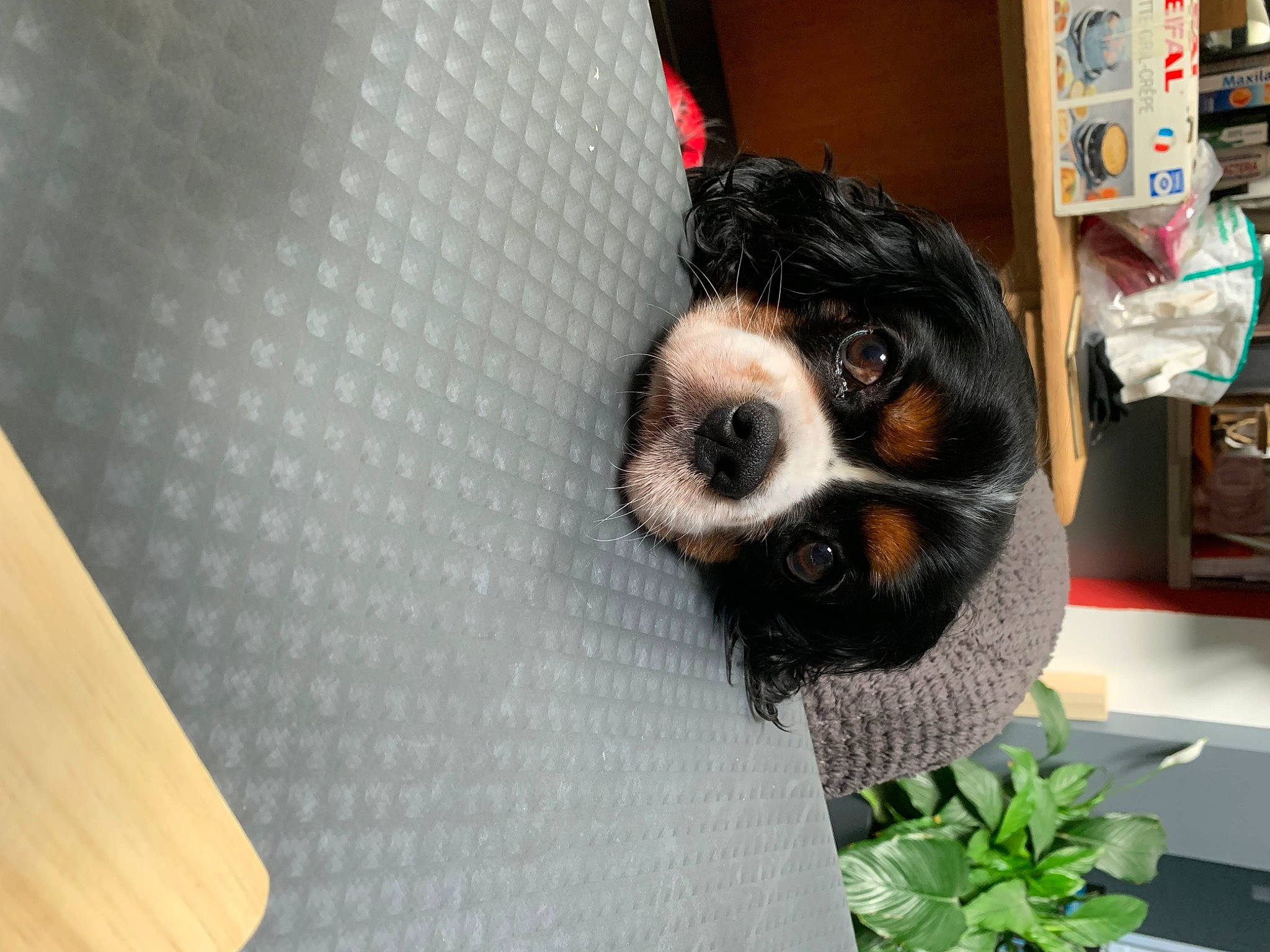 Clovis participe au concours pour gagner de l'argent avec cette photo : animal_shelter, canidae, carnivore, cavalier_king_charles_spaniel, collar, companion_dog, dog, dog_breed, dog_supply, fur, king_charles_spaniel, plant, shelf, shelving, snout, sporting_group, toy_dog, whiskers, wood, working_animal