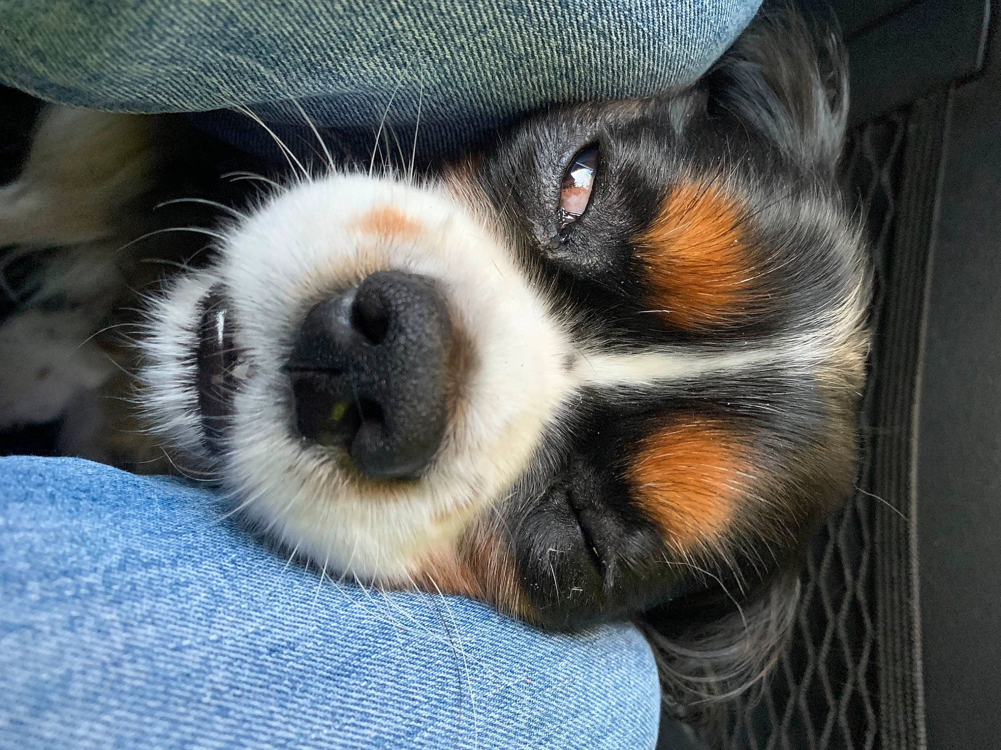 Clovis participe au concours pour gagner de l'argent avec cette photo : canidae, carnivore, comfort, companion_dog, dog, dog_breed, eye, fawn, foot, fur, hat, non_sporting_group, paw, snout, sporting_group, terrestrial_animal, toy_dog, whiskers, working_animal, working_dog