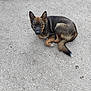 alert, animal, black_fur, brown_fur, can, closeup, curled_up, daylight, dog, domestic_animal, ears_up, gravel, ground, looking, nature, outdoor, pet, resting, tail, watering_can