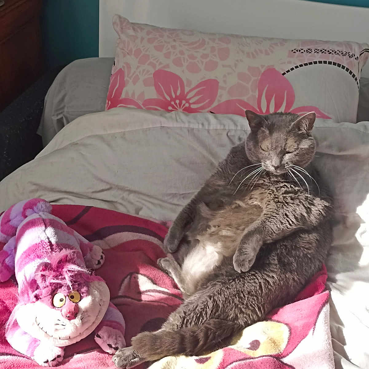 Isis participe au concours pour gagner de l'argent avec cette photo : animal, bed, bedroom, blanket, cat, couch, cushion, furniture, homedecor, indoors, interiordesign, kitten, linen, person, pet, pillow, plush, quilt, room, sleeping