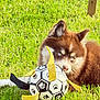 dog, puppy, husky, blue_eyes, brown_fur, white_fur, soccer_ball, paw_print, toy, grass, outdoor, playful, pet, animal, sunlight, nature, cute, lying_down, young_dog, fun