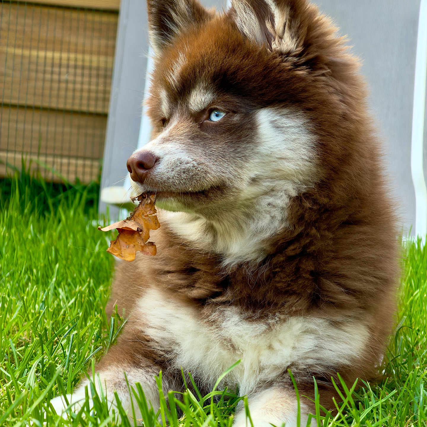 Winnie a rejoint le concours — aidez-le/la à gagner de superbes lots ! animal, blue_eyes, brown, canine, cute, dog, fence, fluffy, garden, grass, leaf, nature, outdoor, pet, puppy, resting, side_view, summer, white, young_dog
