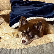 Winnie a rejoint le concours — aidez-le/la à gagner de superbes lots ! puppy, dog, blue_eyes, brown_fur, blanket, pet_bed, cozy, indoor, resting, cute, young_dog, fur, animal, sleepy, comfort, soft, lying_down, domestic_animal, pet, relaxed