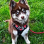 dog, puppy, husky, blue_eyes, fur, grass, outdoor, harness, leash, pet, animal, cute, sitting, nature, young, fluffy, canine, portrait, alert, greenery