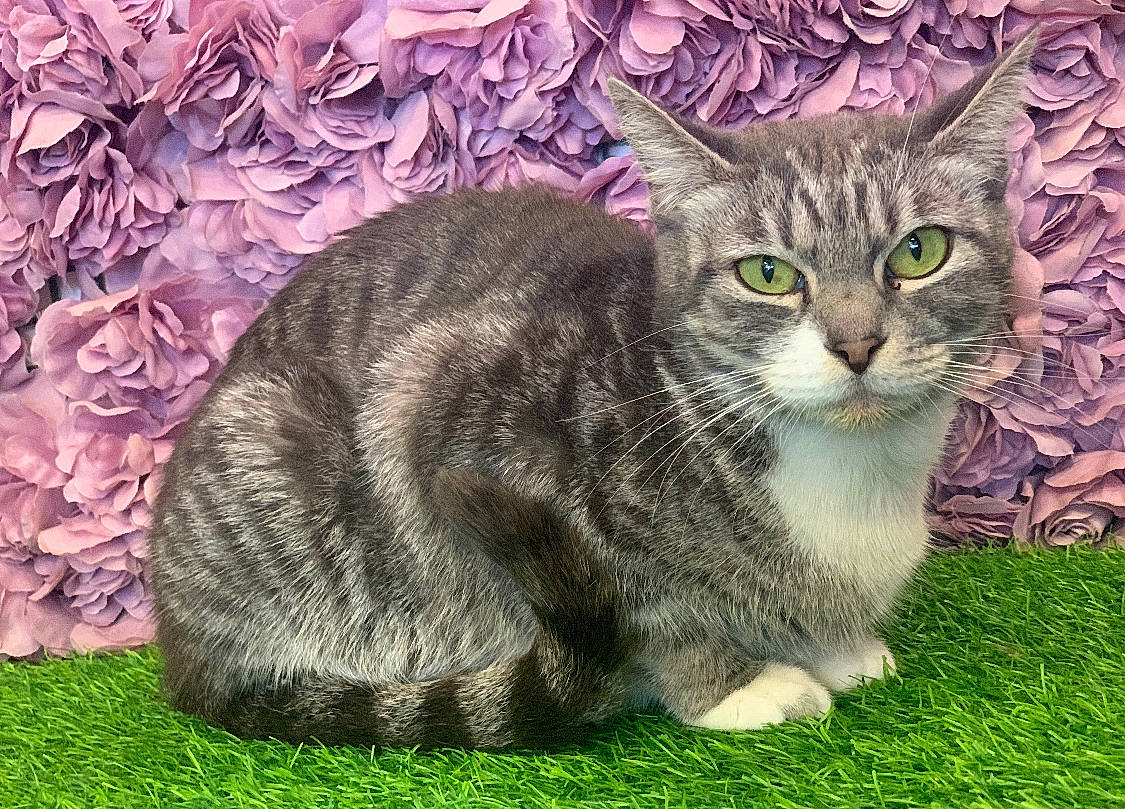 Natalia is registered to the contest to win money with this photo: art, carnivore, cat, domestic_short_haired_cat, felidae, fur, grass, groundcover, painting, photo_caption, plant, sitting, small_to_medium_sized_cats, snout, tail, terrestrial_animal, tree, whiskers, wildlife, window