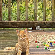 Simba joined the competition — help win amazing prizes! kitten, cat, orange_tabby, outdoor, deck, wooden_fence, rug, christmas_lights, colorful, sitting, feline, pet, animal, nature, greenery, wood, playful, young_cat, striped, cute