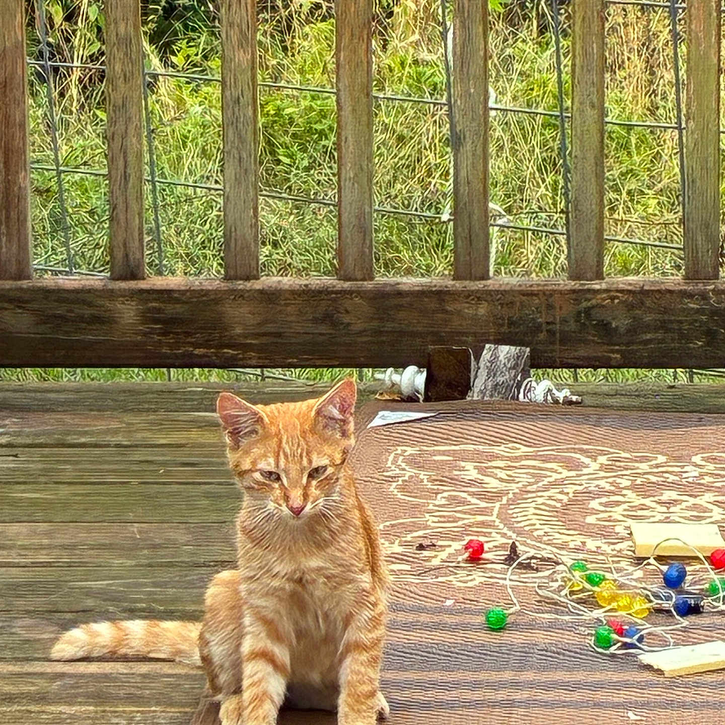 Simba