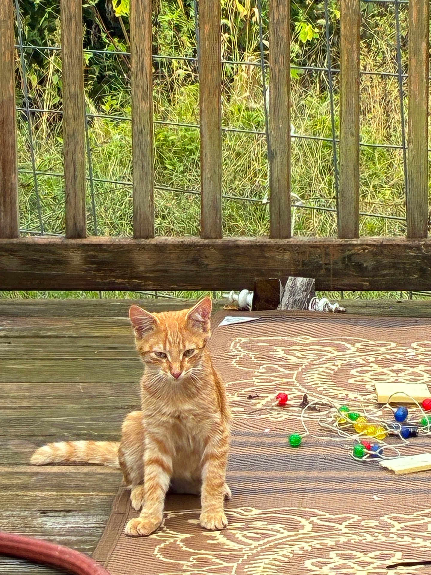Simba joined the competition — help win amazing prizes! kitten, cat, orange_tabby, outdoor, deck, wooden_fence, rug, christmas_lights, colorful, sitting, feline, pet, animal, nature, greenery, wood, playful, young_cat, striped, cute