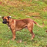 Bigfoot joined the competition — help win amazing prizes! dog, brown_dog, grass, outdoor, animal, pet, canine, standing, alert, nature, field, leaves, autumn, daylight, mammal, fur, tail, ears, snout, side_view