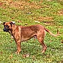 dog, brown_dog, grass, outdoor, animal, pet, canine, standing, alert, nature, field, leaves, autumn, daylight, mammal, fur, tail, ears, snout, side_view