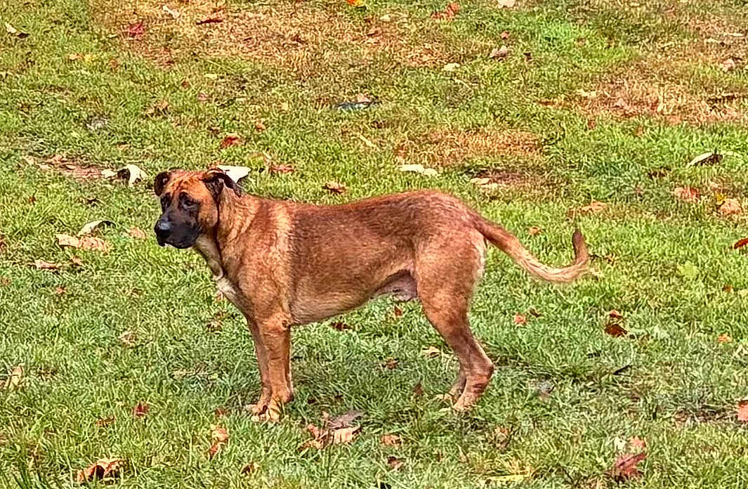 Bigfoot joined the competition — help win amazing prizes! dog, brown_dog, grass, outdoor, animal, pet, canine, standing, alert, nature, field, leaves, autumn, daylight, mammal, fur, tail, ears, snout, side_view