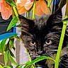 Suki a rejoint le concours — aidez-le/la à gagner de superbes lots ! animal, black_and_white, cat, close_up, curious, cute, eyes, feline, flower, fur, green_leaf, indoor, kitten, nature, pet, pink_flower, plant, portrait, whiskers, young