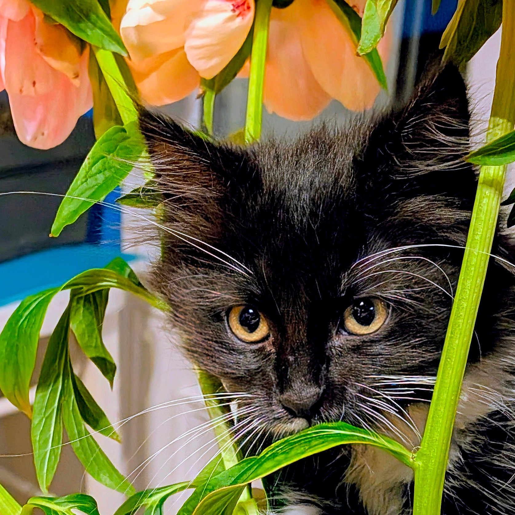 Suki a rejoint le concours — aidez-le/la à gagner de superbes lots ! animal, black_and_white, cat, close_up, curious, cute, eyes, feline, flower, fur, green_leaf, indoor, kitten, nature, pet, pink_flower, plant, portrait, whiskers, young