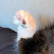 Suki participe au concours pour gagner de l'argent avec cette photo : animal, background, brown_pads, cat, close_up, cozy, cute, detail, fluffy, fur, light, mesh, paw, pet, pink_pads, resting, screen, soft, texture, whiskers