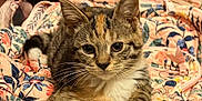 Bucky is registered to the contest to win money with this photo: cat, kitten, tabby, animal, pet, feline, resting, blanket, floral, pattern, indoor, cozy, cute, whiskers, ears, paws, sleeping, background, fur, relaxed