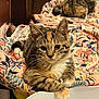 animal, background, blanket, cat, cozy, cute, ears, feline, floral, fur, indoor, kitten, pattern, paws, pet, relaxed, resting, sleeping, tabby, whiskers