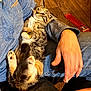 Bucky joined the competition — help win amazing prizes! cat, tabby, pet, animal, lap, person, hand, fleece_jacket, denim, floor, wooden_floor, indoor, relaxed, cozy, cute, fur, whiskers, paws, claws, resting