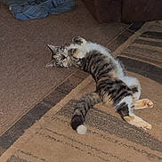 Bucky is registered to the contest to win money with this photo: cat, tabby, carpet, floor, couch, cushion, jeans, indoor, pet, relaxed, belly_up, striped, feline, home, fur, animal, resting, living_room, human_knee, casual