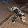 animal, belly_up, carpet, casual, cat, couch, cushion, feline, floor, fur, home, human_knee, indoor, jeans, living_room, pet, relaxed, resting, striped, tabby