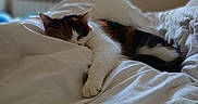 Sylka participe au concours pour gagner de l'argent avec cette photo : cat, calico_cat, sleeping, bed, blanket, indoor, cozy, white, fur, paw, window, natural_light, resting, domestic_animal, cute, pet, feline, relaxation, soft, comfort