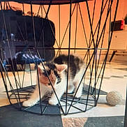 Sylka a rejoint le concours — aidez-le/la à gagner de superbes lots ! kitten, cat, calico, metal_frame, playful, indoor, floor, ball, pet, curious, stretching, shadow, geometric, cozy, home, animal, feline, young, whiskers, paw