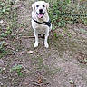 dog, labrador_retriever, leash, harness, outdoor, path, dirt, greenery, plants, nature, happy, pet, canine, sitting, tongue_out, smiling, walk, animal, forest, trail