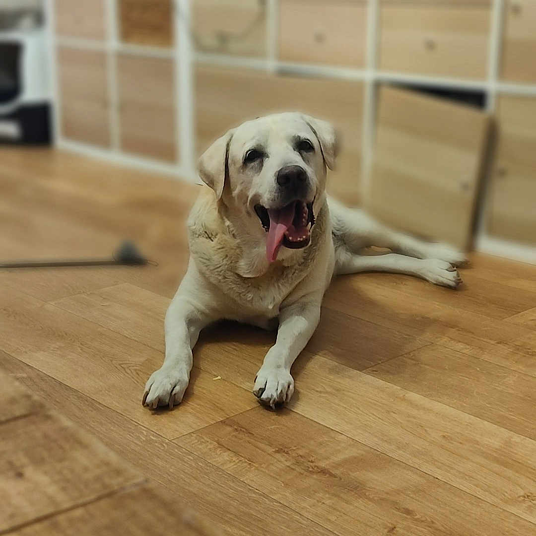 Olaf