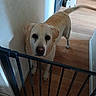 dog, labrador, yellow_labrador, pet, indoor, wooden_floor, wall, safety_gate, tail, looking_up, curious, domestic, canine, animal, household, floor, doorway, shadow, light, waiting