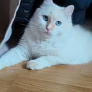 Aslow participe au concours pour gagner de l'argent avec cette photo : cat, white_cat, blue_eyes, fluffy, pet, indoor, floor, wooden_floor, coat, jacket, relaxed, animal, feline, domestic_cat, whiskers, cute, lying_down, looking_at_camera, fur, household