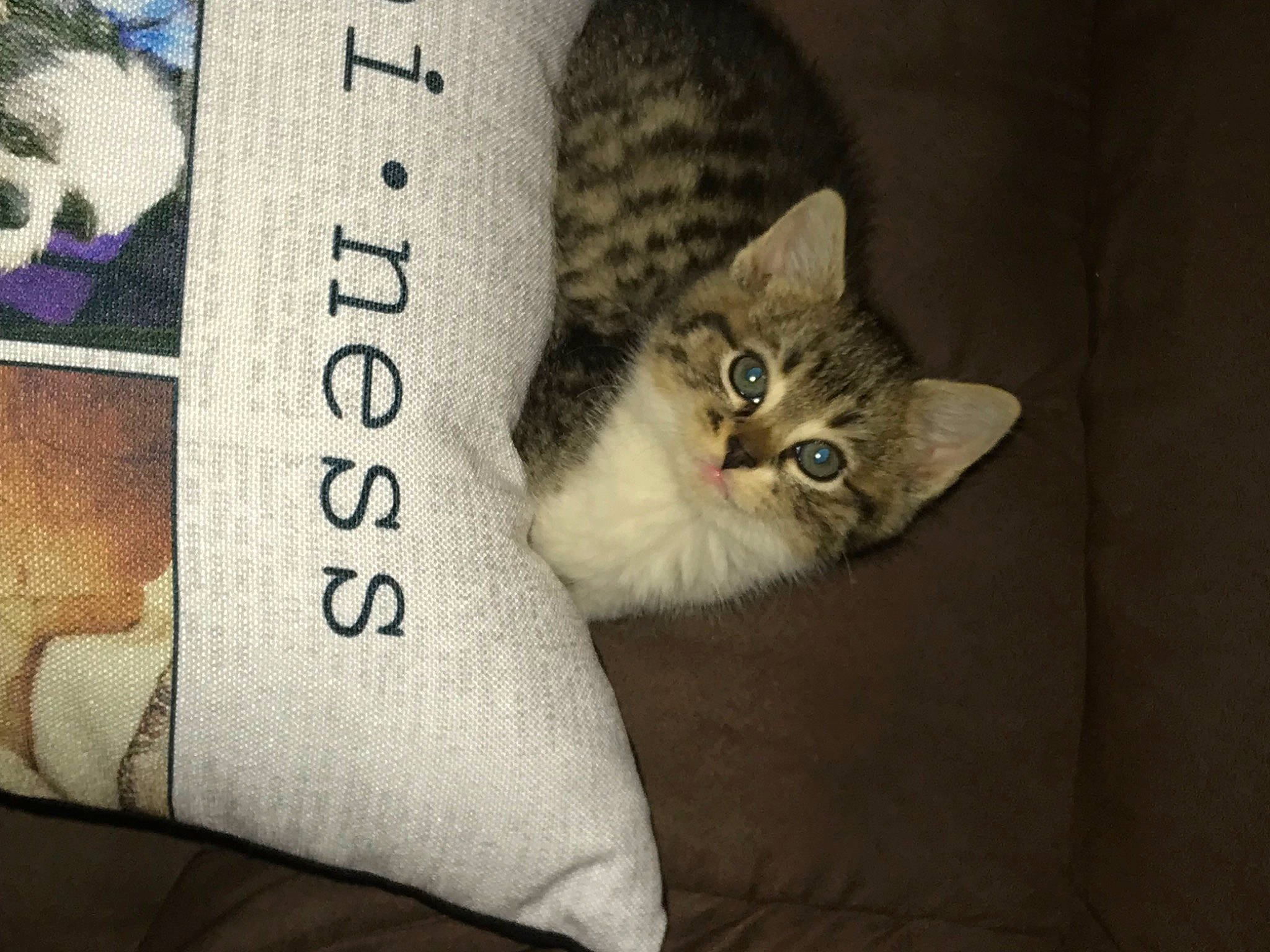 Fiona joined the competition — help win amazing prizes! carnivore, cat, comfort, couch, domestic_short_haired_cat, door, felidae, font, fur, grey, handwriting, linens, paw, photo_caption, sitting, small_to_medium_sized_cats, tail, whiskers, window, wood