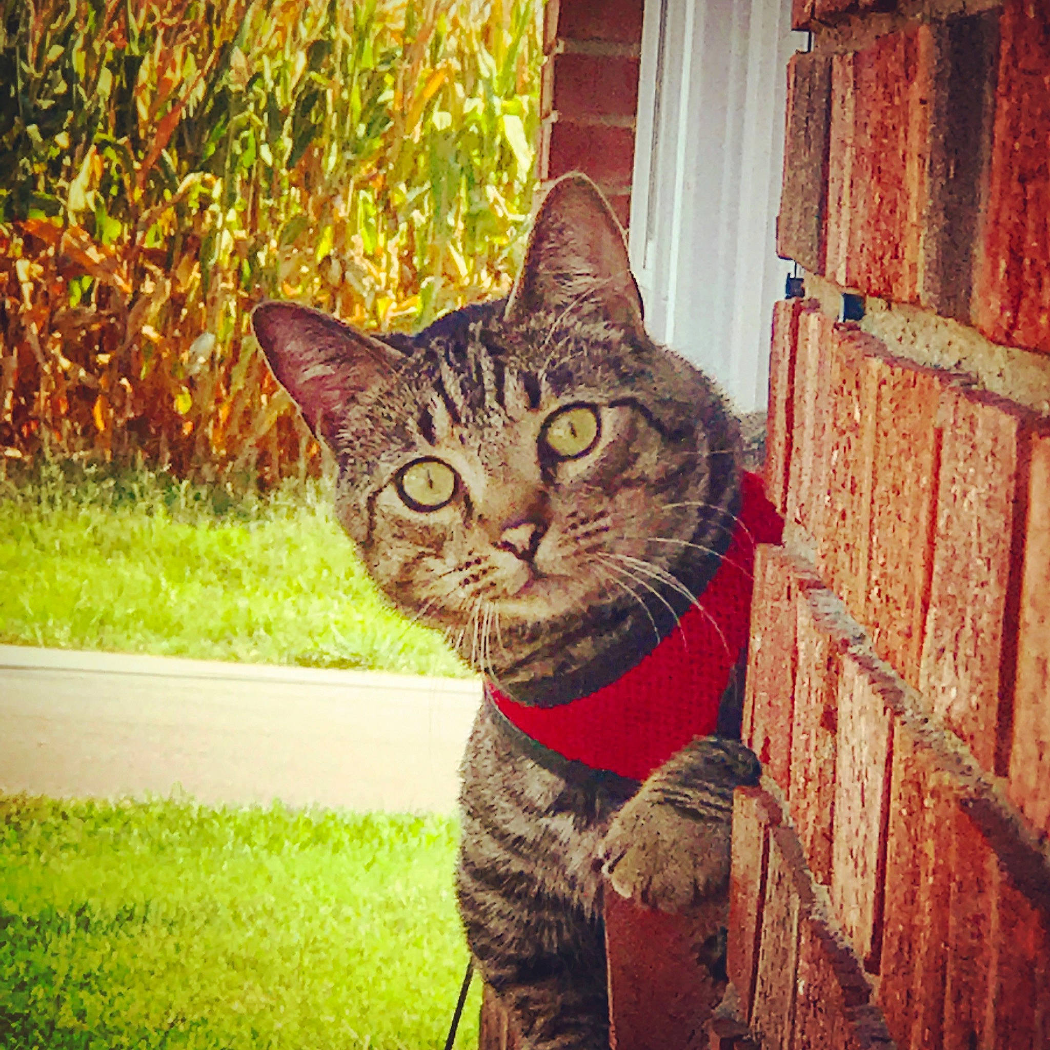 Meo joined the competition — help win amazing prizes! carnivore, cat, domestic_short_haired_cat, felidae, fur, grass, metal, plant, rectangle, small_to_medium_sized_cats, snout, square, tail, terrestrial_animal, tints_and_shades, tree, whiskers, wildlife, window, wood