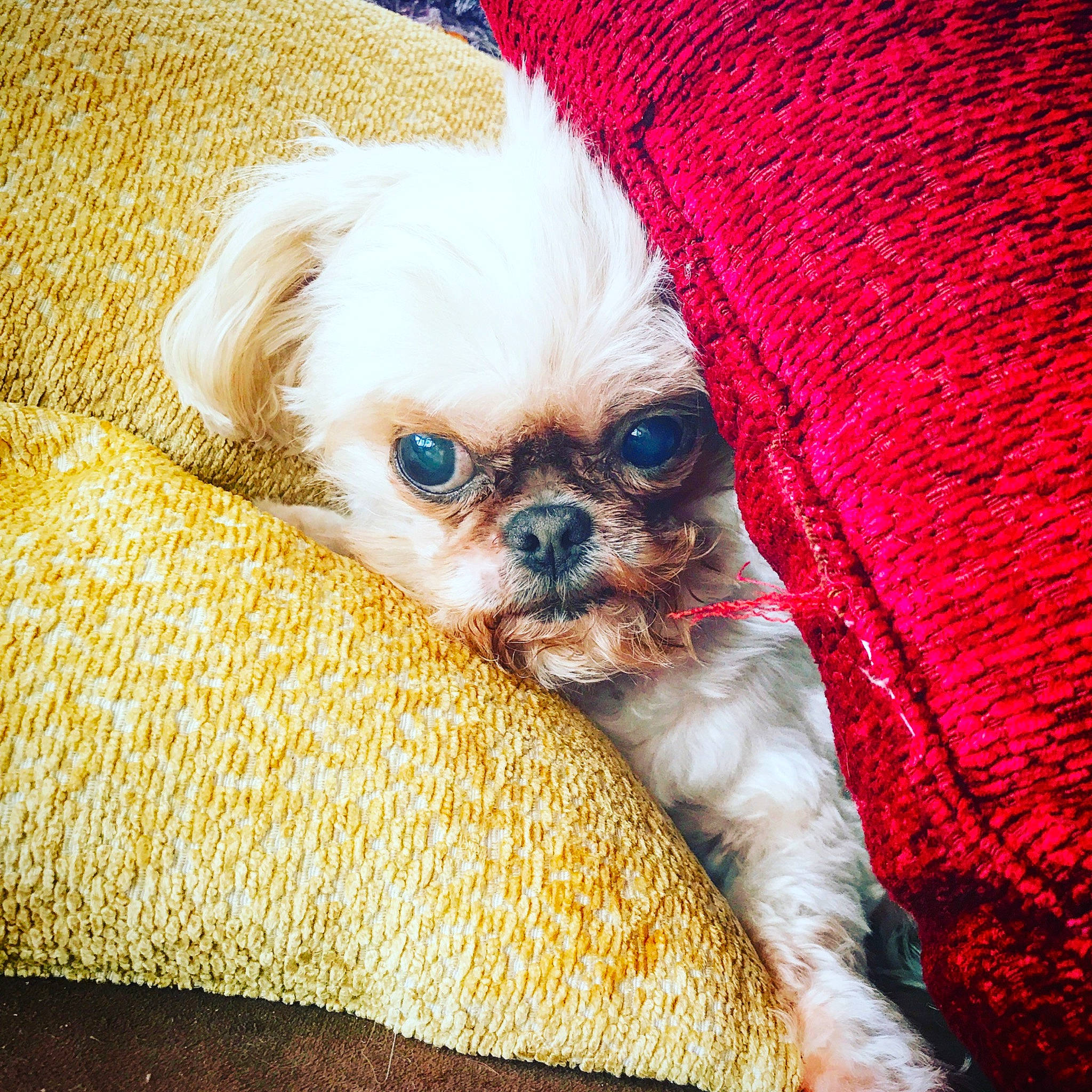 Brinley is registered to the contest to win money with this photo: canidae, carnivore, comfort, companion_dog, dog, dog_breed, dog_supply, fashion_accessory, fawn, fur, head, linens, liver, maltepoo, non_sporting_group, pet_supply, snout, sporting_group, toy_dog, working_animal