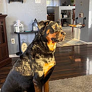 Zoe Pinedo is registered to the contest to win money with this photo: rottweiler, dog, pet, indoor, carpet, living_room, sunlight, furniture, clock, shelf, decor, flooring, canine, animal, home, portrait, sitting, brown, black, alert