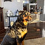rottweiler, dog, pet, indoor, carpet, living_room, sunlight, furniture, clock, shelf, decor, flooring, canine, animal, home, portrait, sitting, brown, black, alert