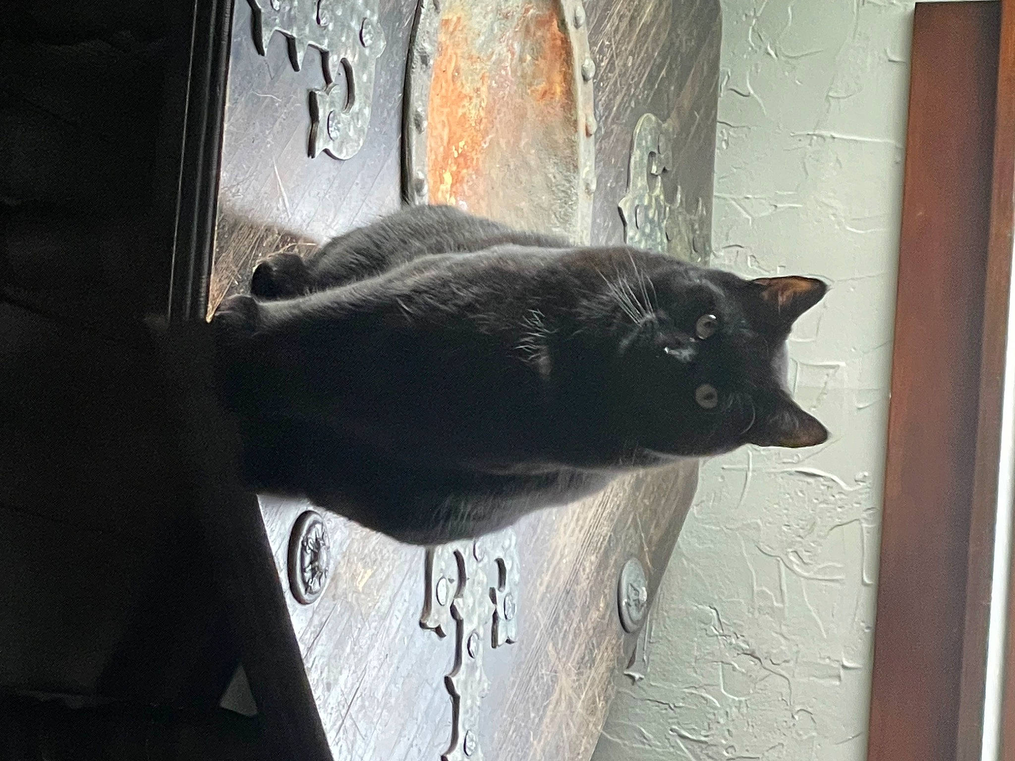 Wisp is registered to the contest to win money with this photo: black_cat, bombay, carnivore, cat, domestic_short_haired_cat, door, felidae, fur, grey, home_door, sitting, small_to_medium_sized_cats, snout, tail, terrestrial_animal, tints_and_shades, whiskers, window, wood