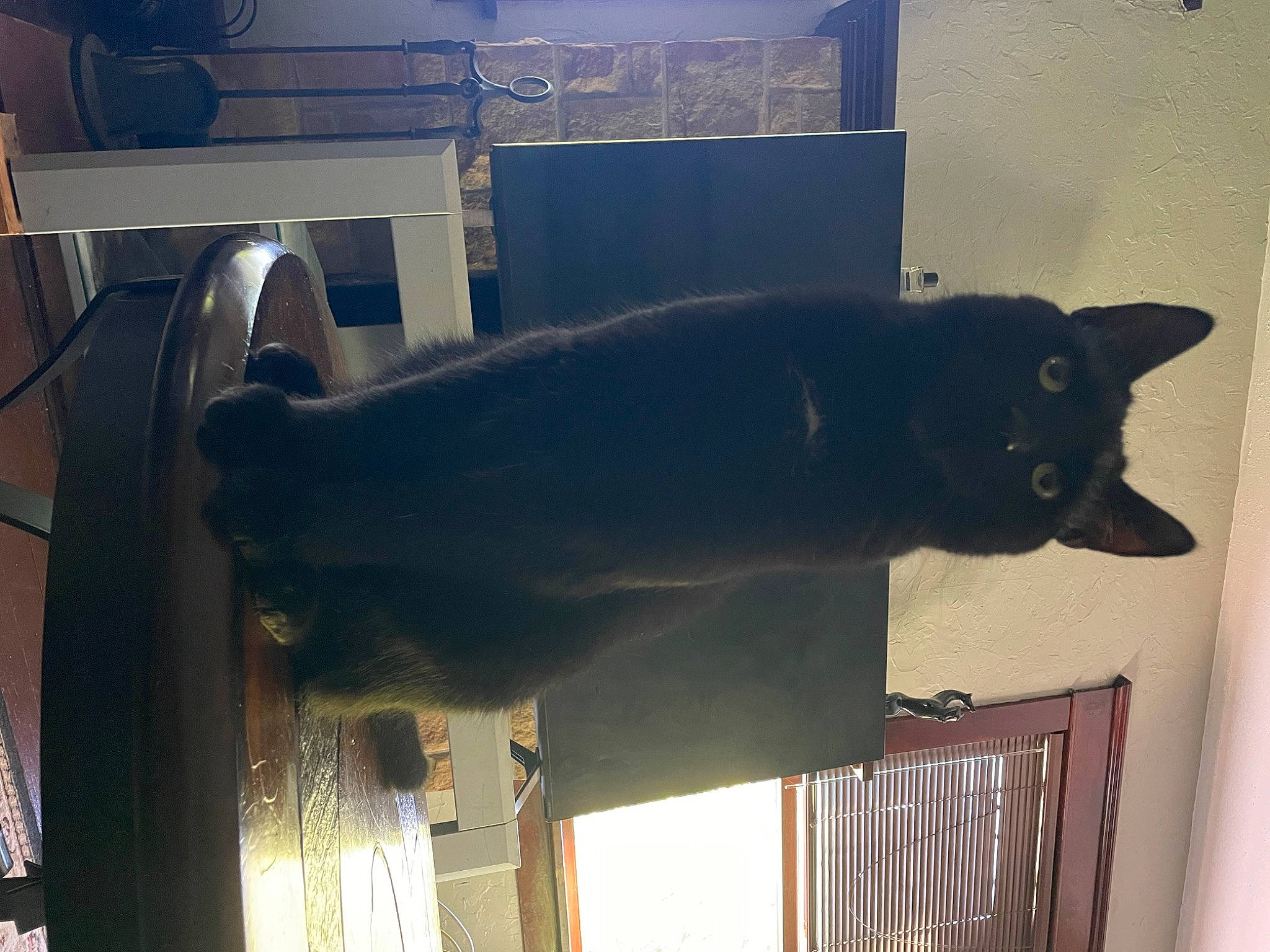 Wisp is registered to the contest to win money with this photo: black_cat, bombay, carnivore, cat, domestic_short_haired_cat, felidae, flooring, fur, gas, room, small_to_medium_sized_cats, snout, tail, whiskers