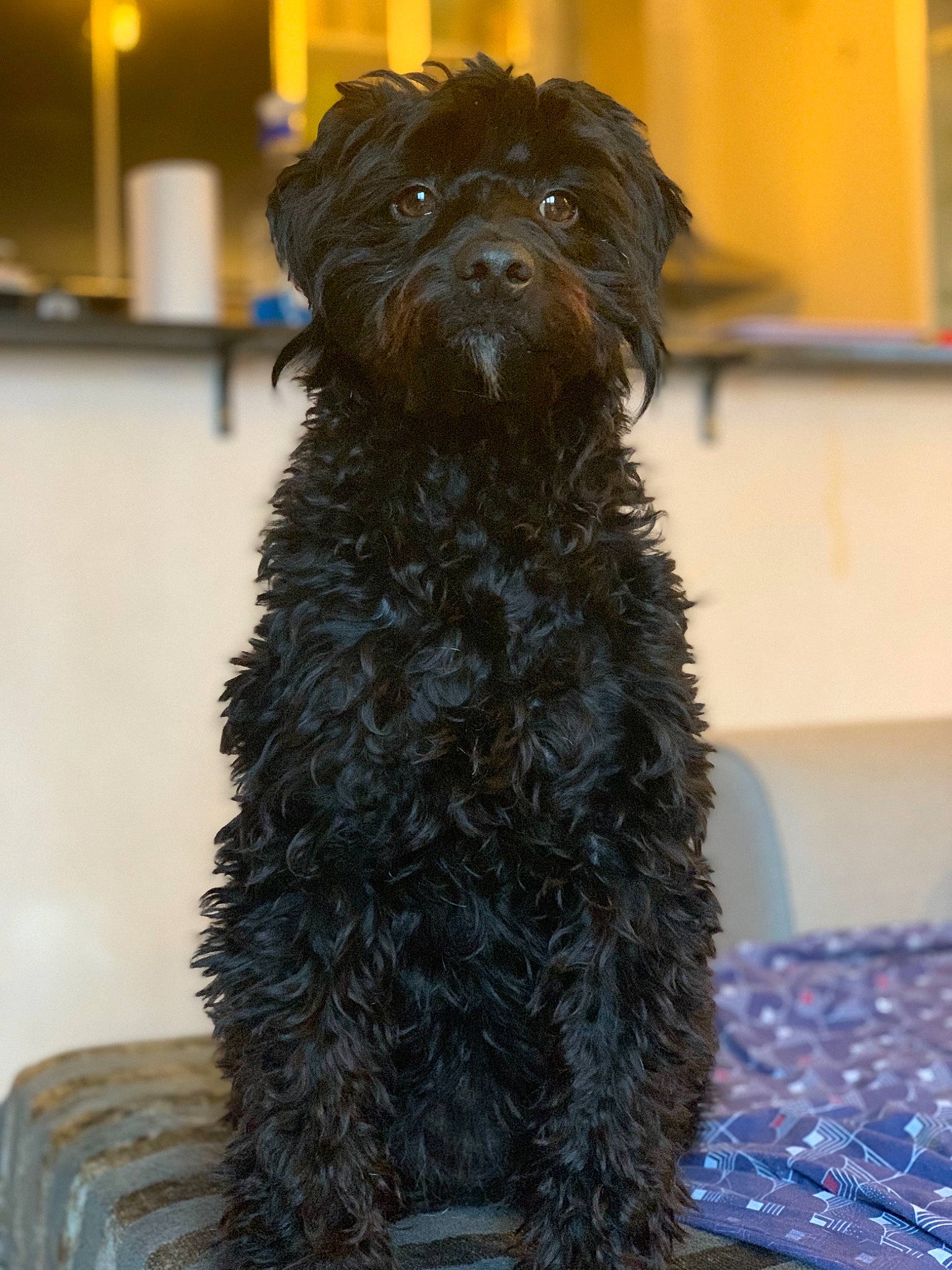 Ziggie a rejoint le concours — aidez-le/la à gagner de superbes lots ! canidae, carnivore, collar, companion_dog, dog, dog_breed, fur, liver, non_sporting_group, small_terrier, snout, sporting_group, tail, terrestrial_animal, terrier, toy_dog, working_animal, working_dog