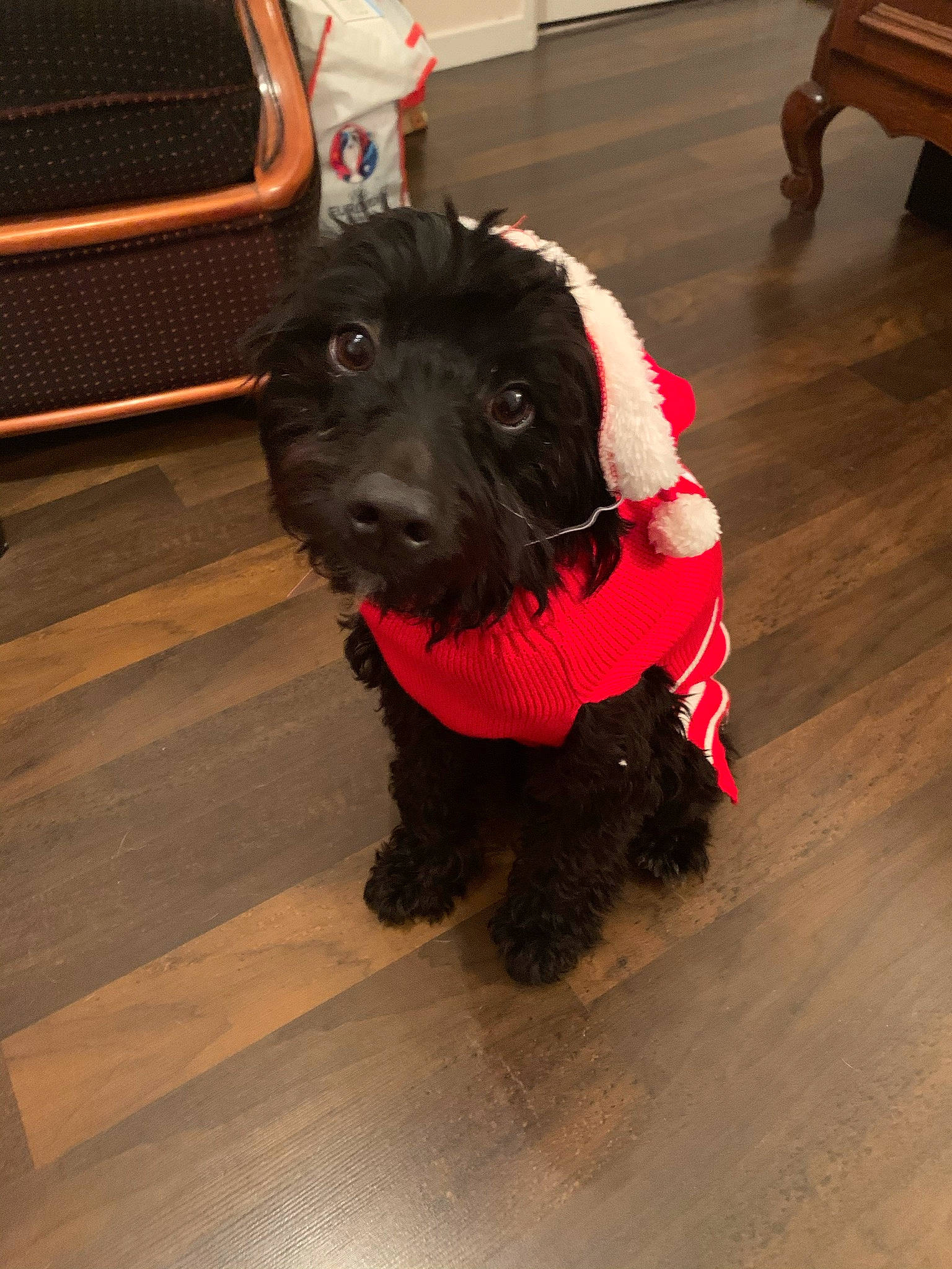 Ziggie a rejoint le concours — aidez-le/la à gagner de superbes lots ! carnivore, collar, companion_dog, dog, dog_breed, dog_clothes, dog_collar, dog_supply, fashion_accessory, floor, flooring, fur, hardwood, hat, leash, pet_supply, snout, sporting_group, wood, working_animal