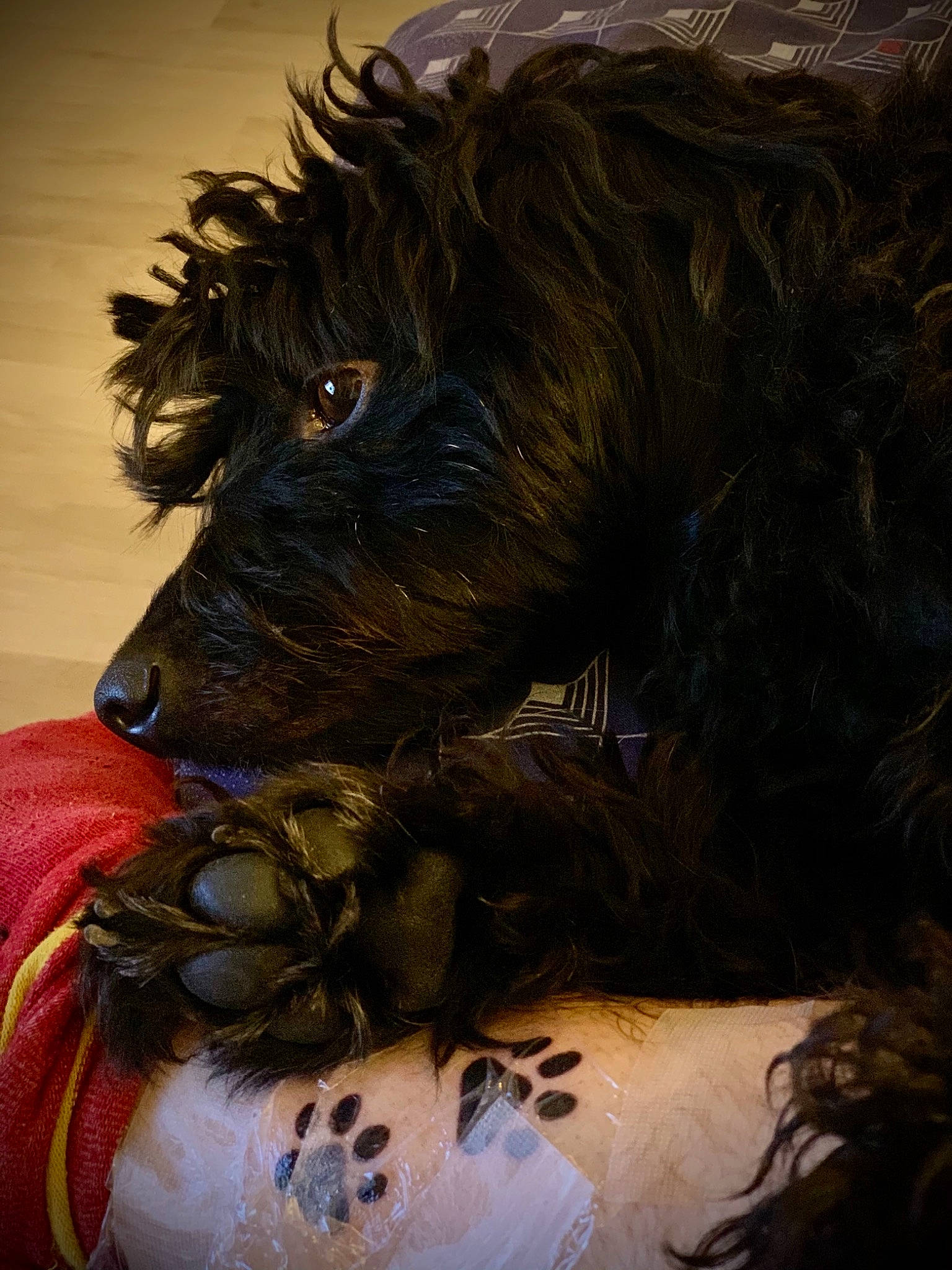 Ziggie a rejoint le concours — aidez-le/la à gagner de superbes lots ! art, canidae, carnivore, companion_dog, dog, dog_breed, dog_supply, fang, fictional_character, fur, liver, small_terrier, snout, sporting_group, terrestrial_animal, terrier, toy, toy_dog, whiskers, working_animal