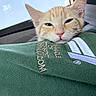 Posie is registered to the contest to win money with this photo: cat, kitten, orange_tabby, resting, sleepy, green_sweatshirt, embroidery, textile, closeup, indoors, window, soft_light, whiskers, pink_nose, ears, fur, pet, animal, cute, cozy