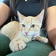 Posie joined the competition — help win amazing prizes! kitten, cat, orange_tabby, pet, collar, bell, lap, person, arm, bracelet, black_shirt, green_pants, car_interior, window, relaxed, curious, fur, whiskers, close_up, indoor