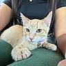 kitten, cat, orange_tabby, pet, collar, bell, lap, person, arm, bracelet, black_shirt, green_pants, car_interior, window, relaxed, curious, fur, whiskers, close_up, indoor