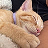 Posie is registered to the contest to win money with this photo: cat, kitten, sleeping, close_up, paw, fur, collar, pet, cozy, resting, whiskers, pink_nose, soft_texture, blanket, human_arm, nap, indoor, cute, relaxation, ginger_cat