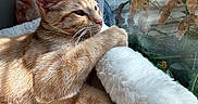 Posie joined the competition — help win amazing prizes! cat, orange_tabby, fluffy, window, sunlight, indoor, pet, relaxed, feline, fur, paw, resting, contemplative, domestic_animal, cozy, nature_outside, plant, dried_leaves, daylight, houseplant