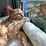 cat, orange_tabby, fluffy, window, sunlight, indoor, pet, relaxed, feline, fur, paw, resting, contemplative, domestic_animal, cozy, nature_outside, plant, dried_leaves, daylight, houseplant