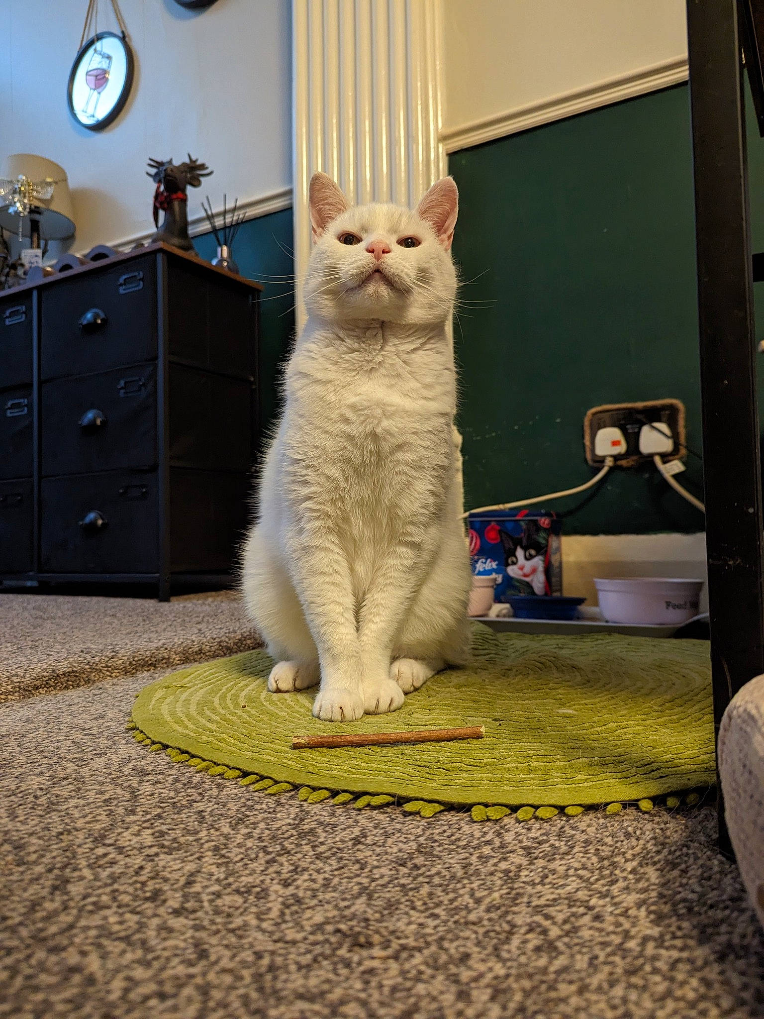 Jinxi is registered to the contest to win money with this photo: blue, cabinetry, carnivore, cat, chest, clock, domestic_short_haired_cat, drawer, dresser, felidae, flooring, fur, grey, room, sitting, small_to_medium_sized_cats, tail, whiskers, white, wood